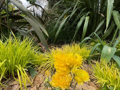 -昆明植物园