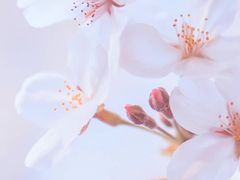 -上海辰山植物园