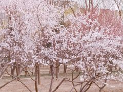 -坝河休闲公园