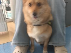 -天使宠物医院·犬猫分诊(彩虹店)