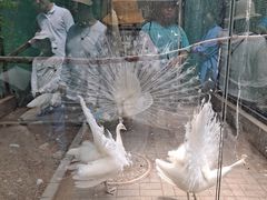 -沈阳鸟岛