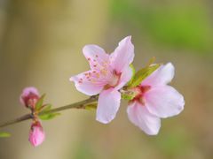 -泗洪洪泽湖湿地景区