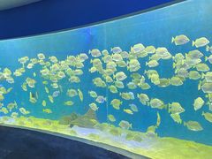 -合肥海洋世界
