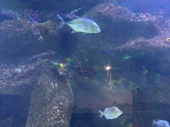 -沙沙哗啦海洋馆(华宇百花谷店)