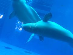 -海合安成都极地海洋公园