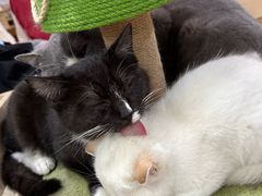-猫小院猫主题餐厅(南锣旗舰店)
