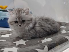 -1013 PET SHOP精品宠物商店(丁香店)