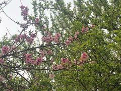 -吕氏疙瘩汤·新鲁菜(潍坊银座店)