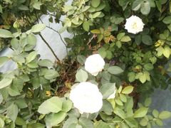 -亚龙湾国际玫瑰谷