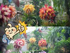 -正佳雨林生态植物园