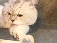 -momokira米努特·德文卷毛猫·棉花面纱犬