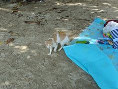 -东姑阿都拉曼海洋公园