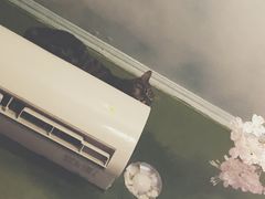 -猫猫幼稚园·撸猫·桌游·电玩