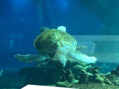 -海棠湾洲际-涛·海底餐厅·美人鱼·自助餐·海底隧道