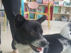 -乐琪宠物医院·犬猫专科·骨外科·急重症