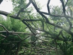 -广西壮族自治区药用植物园