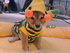 -逗柴咖啡屋·狗咖猫咖宠物桌游