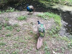 -沈阳鸟岛