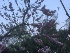 -桃花岛景观公园