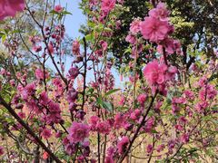 -广州市白云山风景名胜区