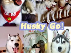 -Husky Go! 哈士奇体验馆·宠物咖啡厅狗咖