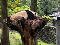 -都江堰中华大熊猫苑