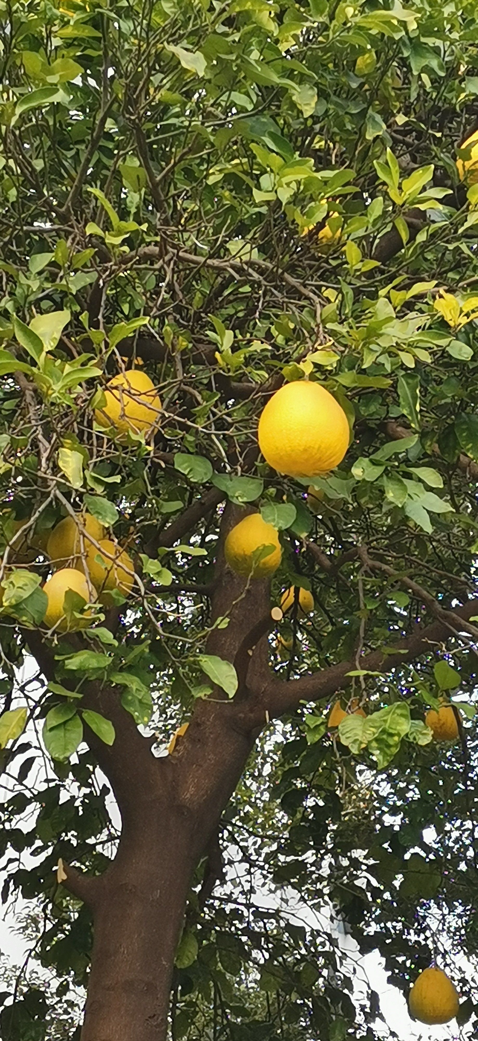 柚子挂满枝头,虽然不好吃,但是真好看