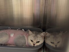 -宠福鑫康馨动物医院·骨科·眼科