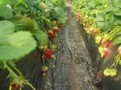-大自然农场蔬菜草莓采摘园