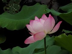 -荔湾湖公园