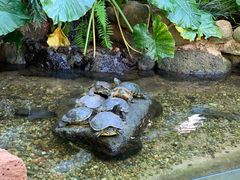 -海南热带野生动植物园