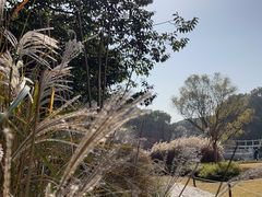 -上海共青森林公园