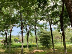 -永定河休闲森林公园