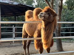 -常州淹城野生动物世界