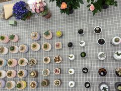 -三圣花乡旅游区