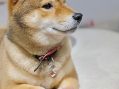 -柴务处·柴犬主题狗咖