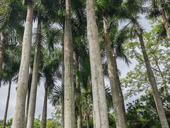 -深圳仙湖植物园