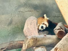 -武汉动物园
