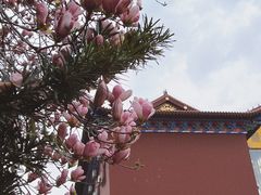 -皇罗禅寺