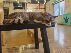 -萌喵咖啡屋(人民东路4号口M16商铺店)