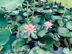 -荷塘月色湿地公园·向阳花洲