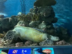 -上海海洋水族馆