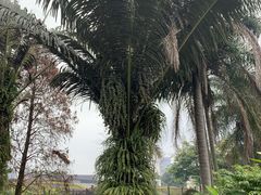 -广西壮族自治区药用植物园