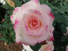 -人民公园(罗湖区)