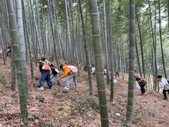 -上海佘山国家森林公园天马山园