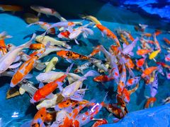 -嘉和一品粥(山水店)