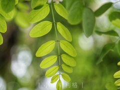 -湘子庙