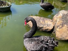-花果山庄•现烤荔枝柴烧鹅