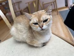 -猫咪派对(江南西店)