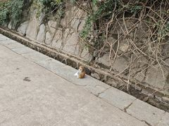 -黔灵山公园